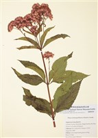 藏品(紫澤蘭)的圖片